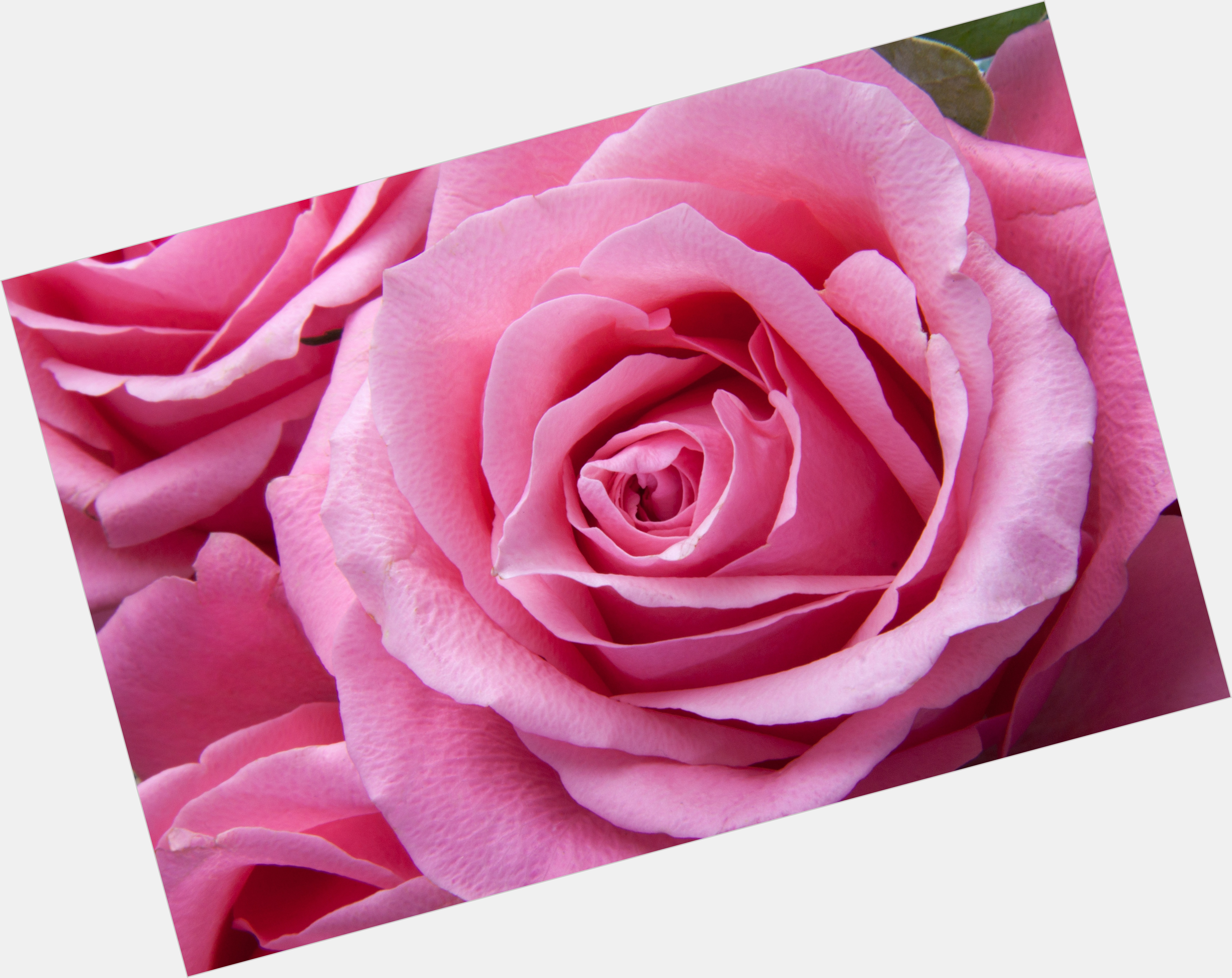 Fleur Rose new pic 1.jpg