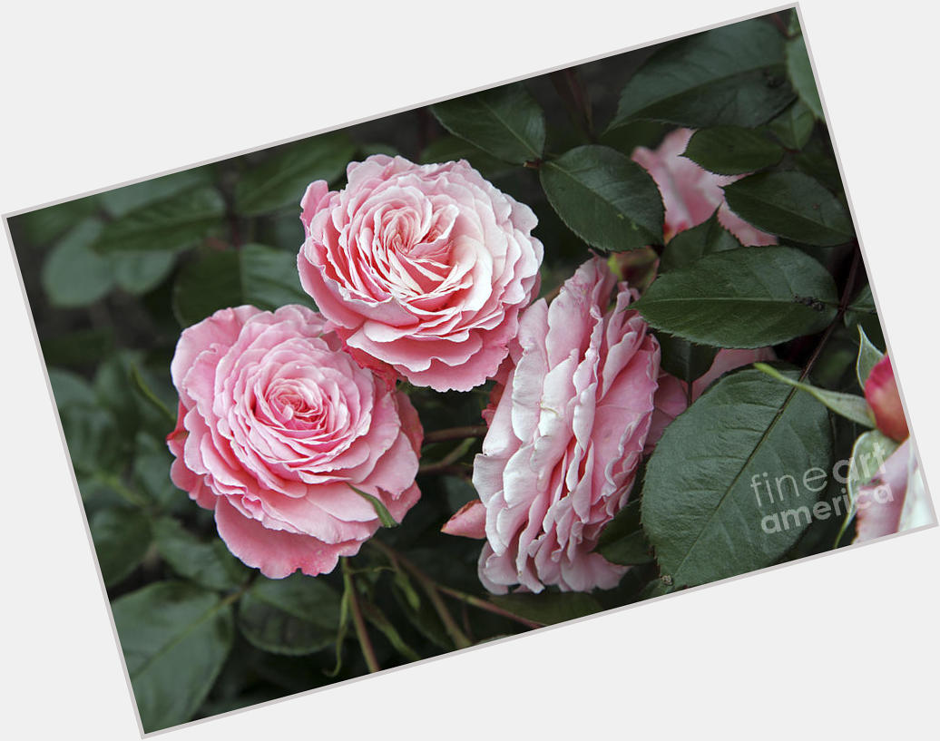 Ros Drinkwater Official Site for Woman Crush Wednesday WCW