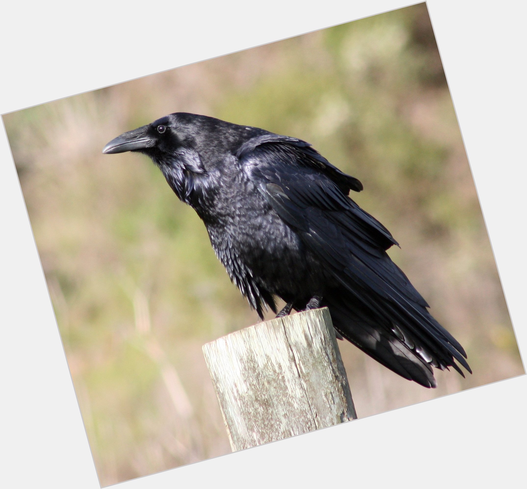 raven bird 1.jpg