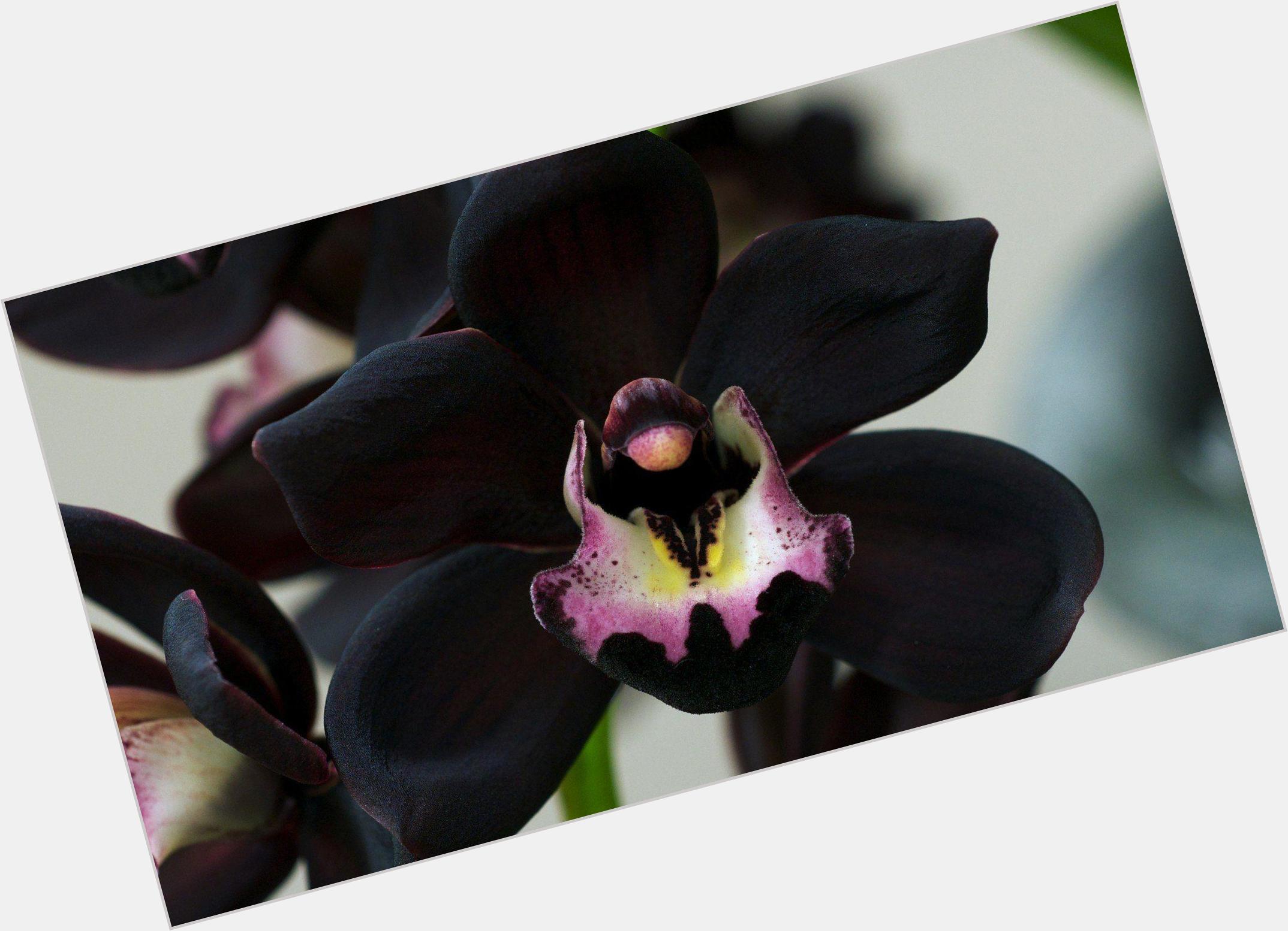 Black Orchid  