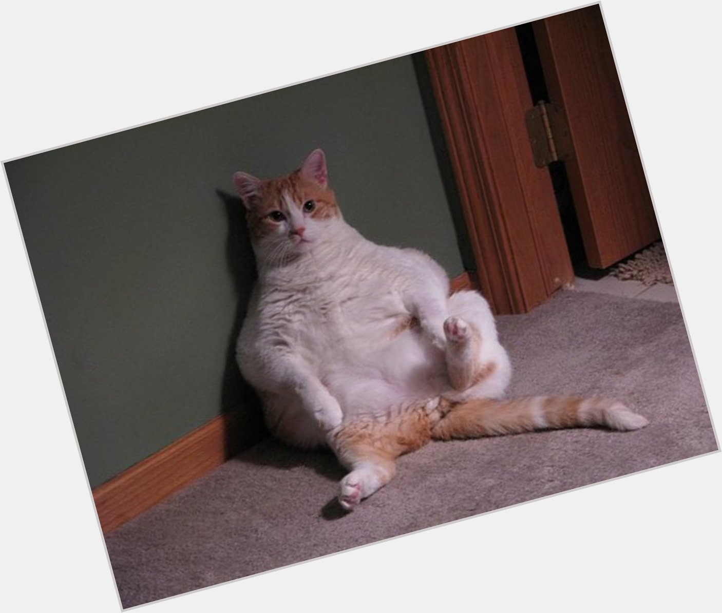 Fat Cat  