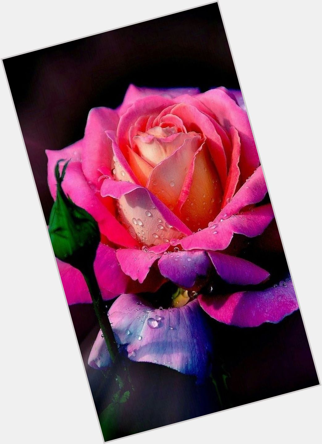 Fleur Rose  