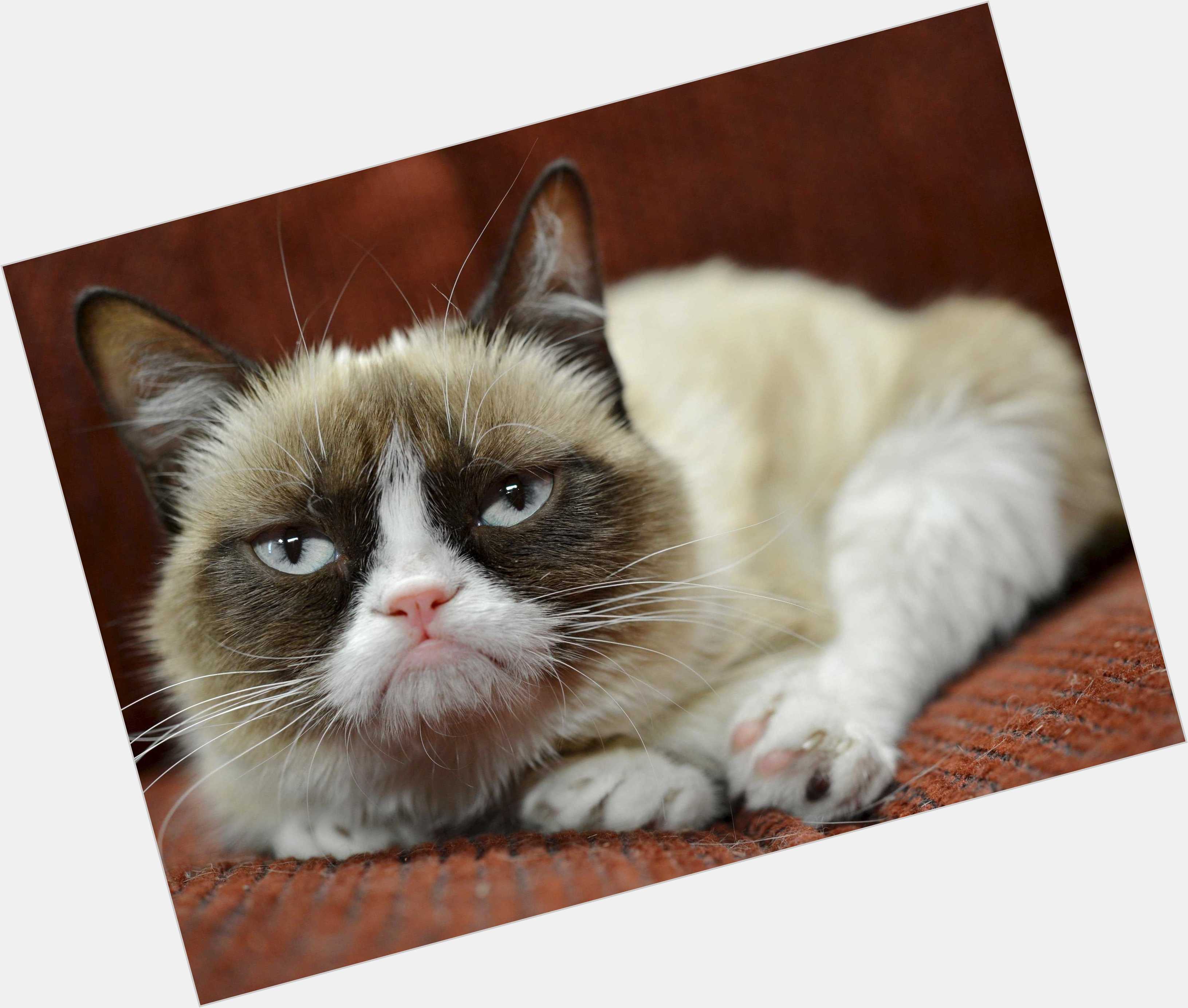 Grumpy Cat marriage 4.jpg