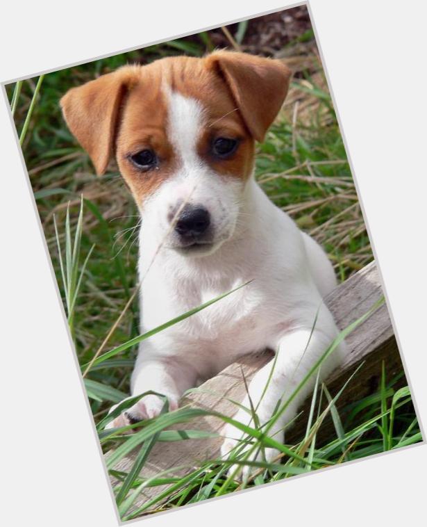 jack russell mix 1
