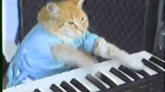 Keyboard Cat Large body,  