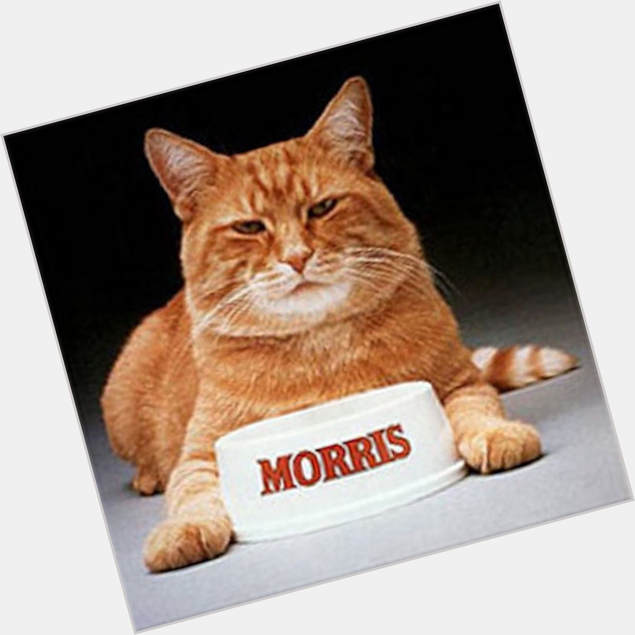 Morris The Cat Average body,  