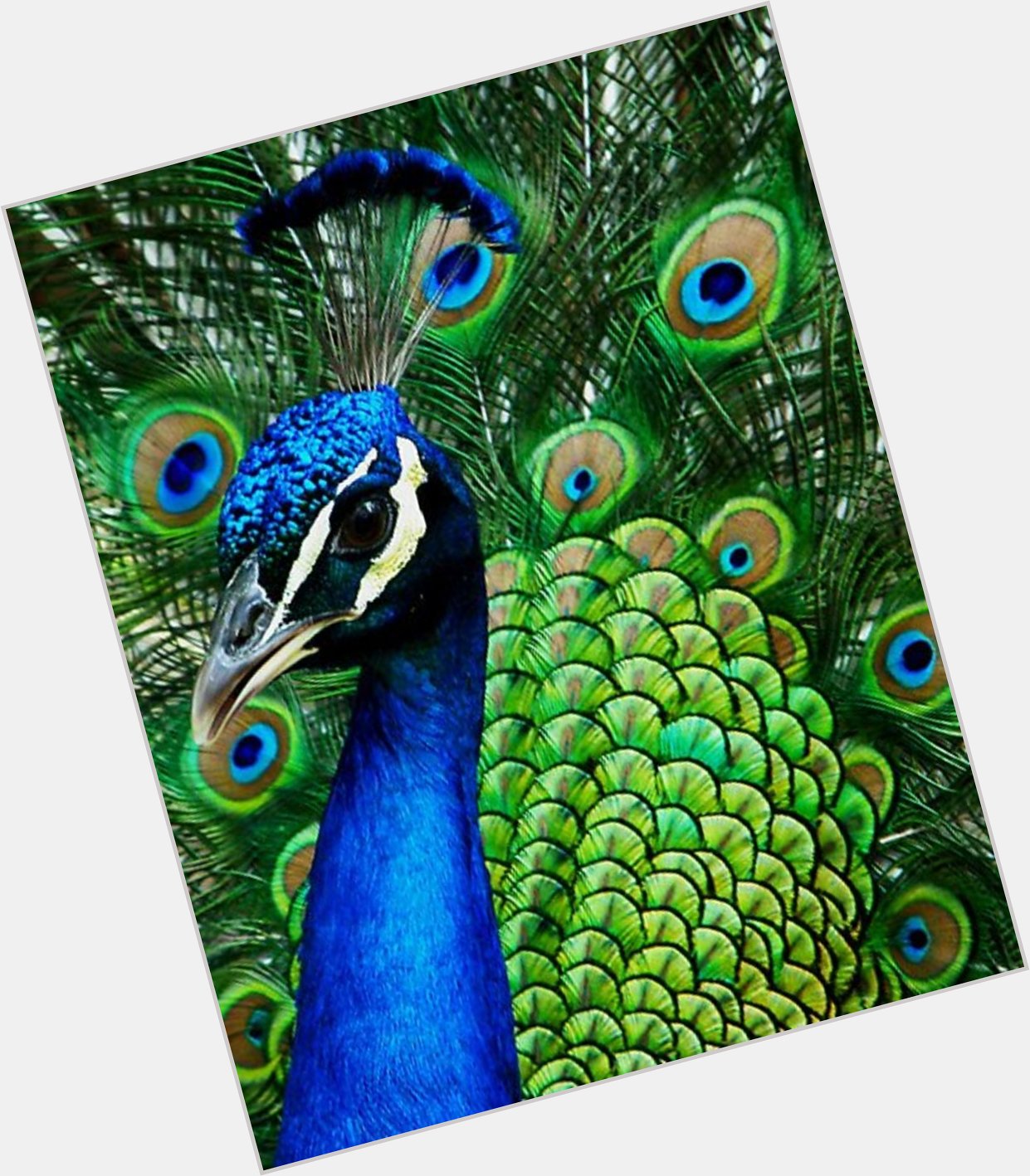 Pallo Peacock new pic 1