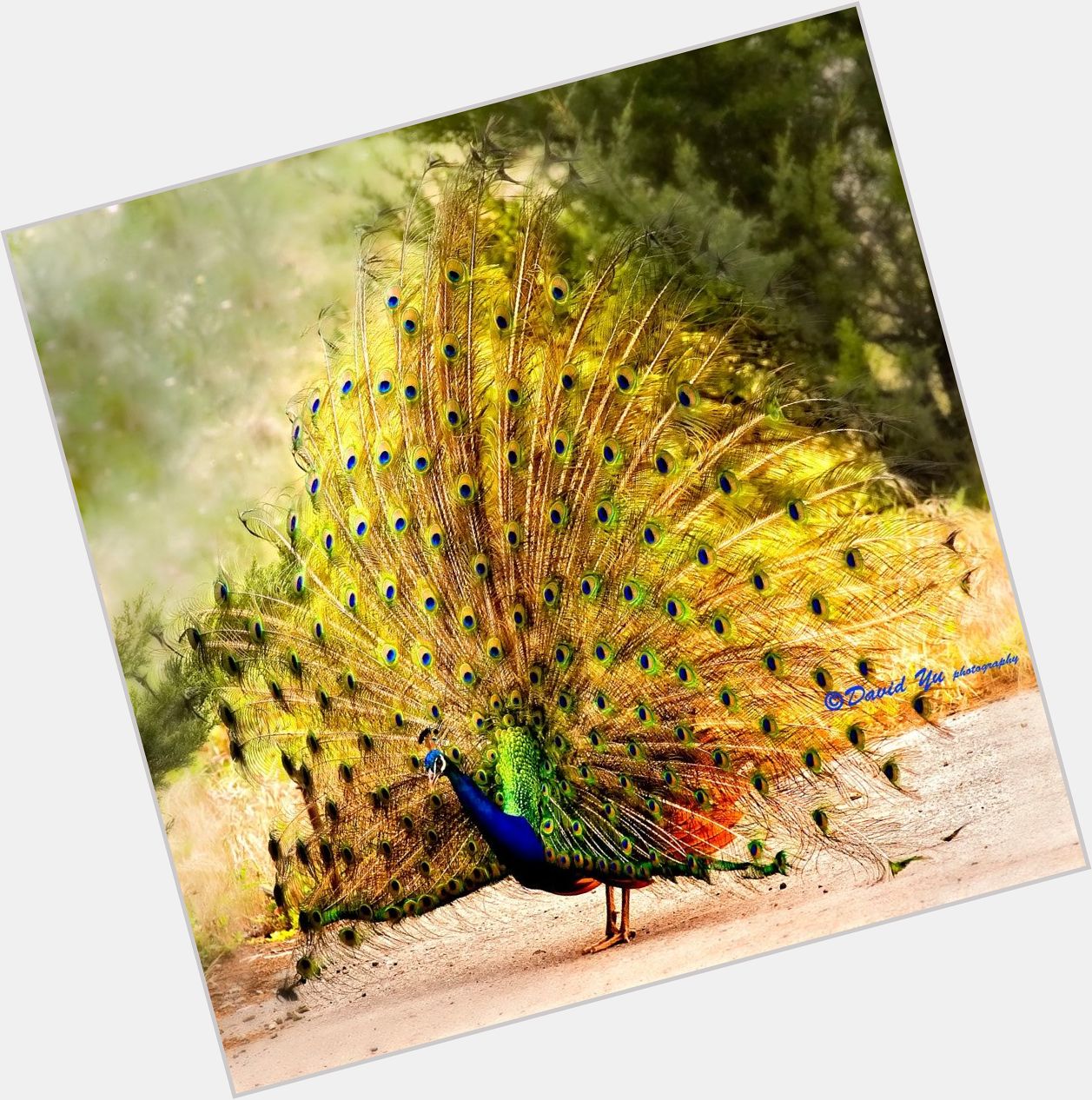 Pallo Peacock birthday 2015