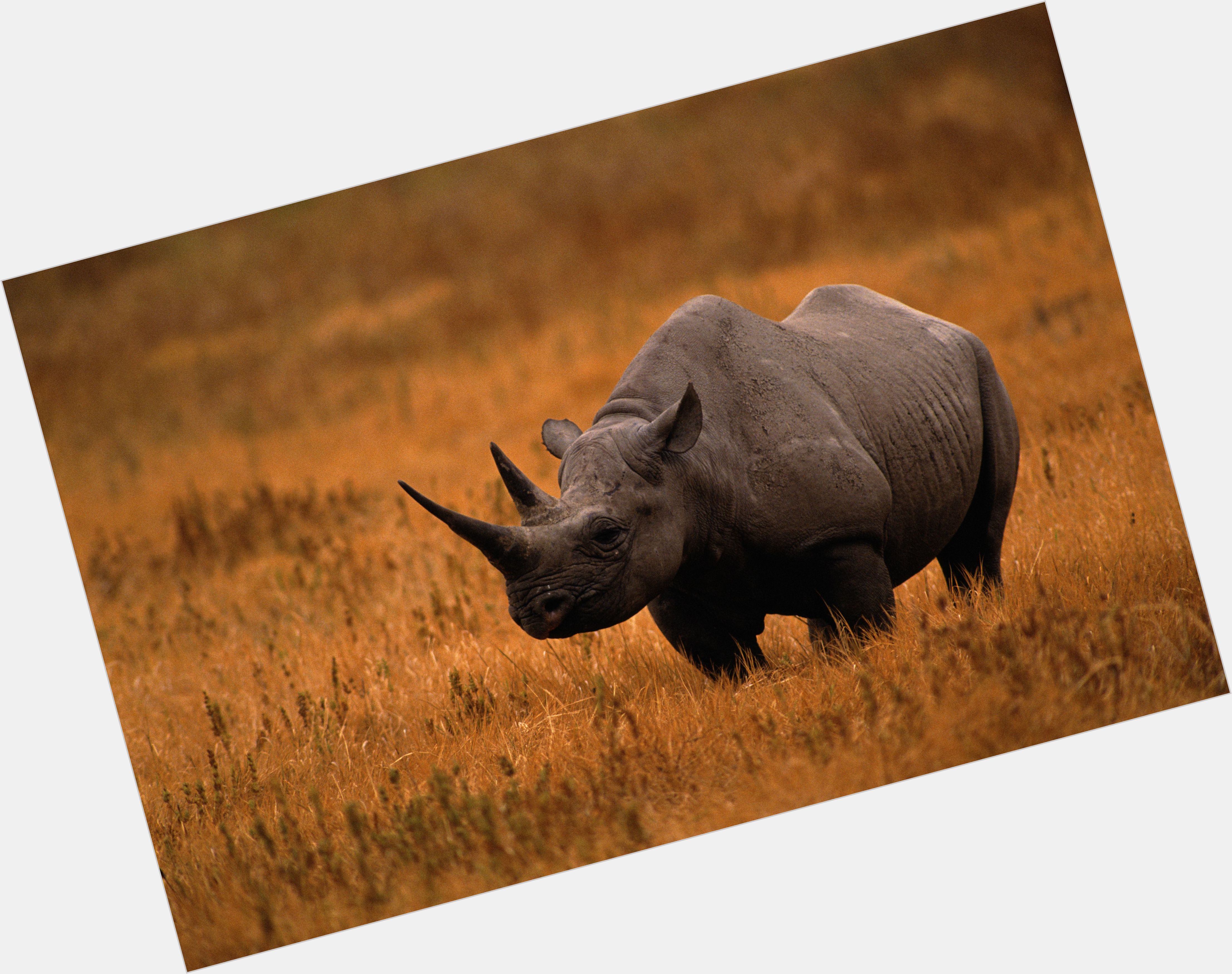 Rhino sexy 1
