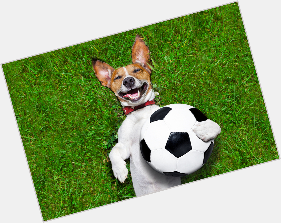 Soccer Dog  