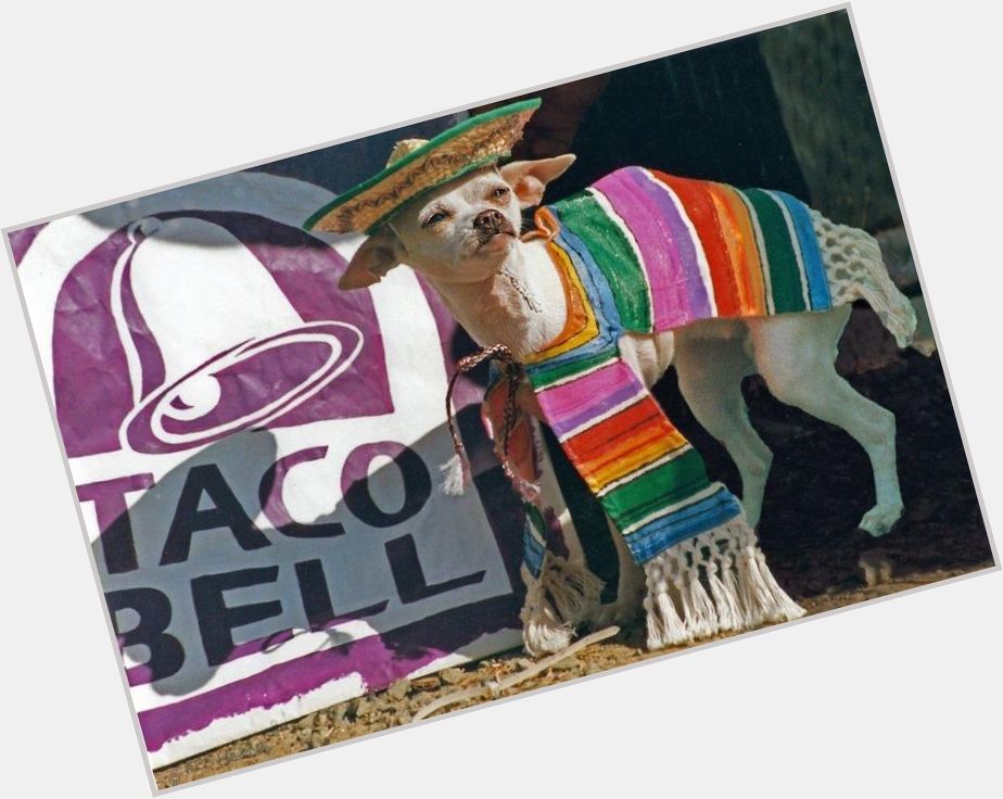 Taco Bell Chihuahua shirtless bikini