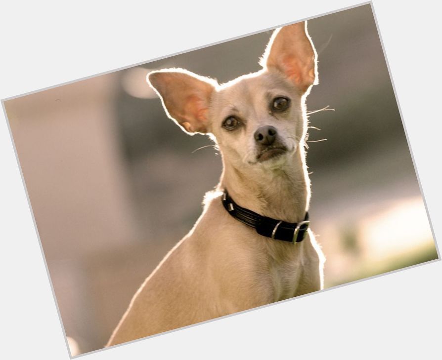 Taco Bell Chihuahua Average body,  light brown hair & hairstyles