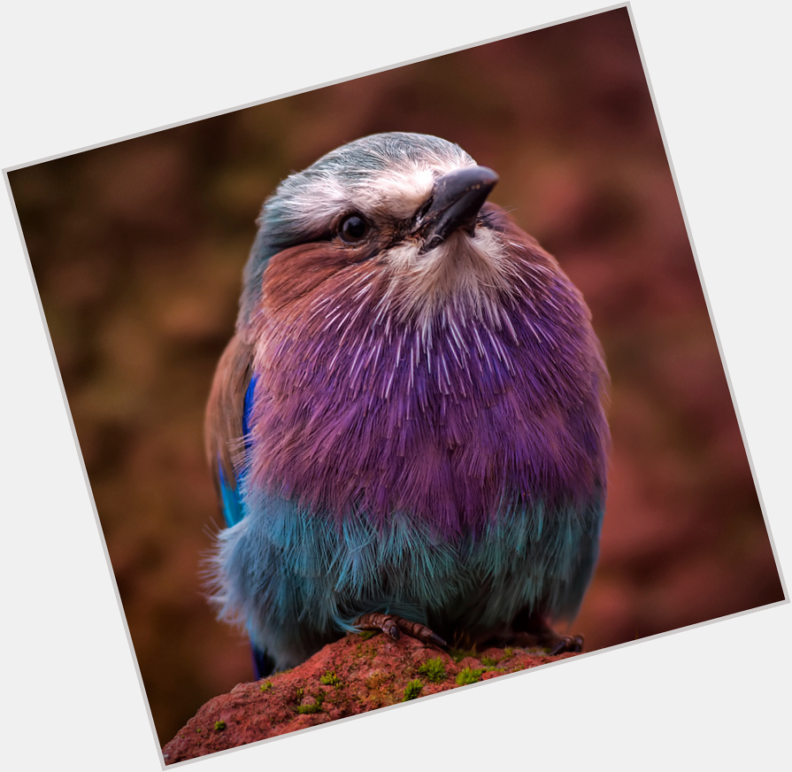 Violet Bird  