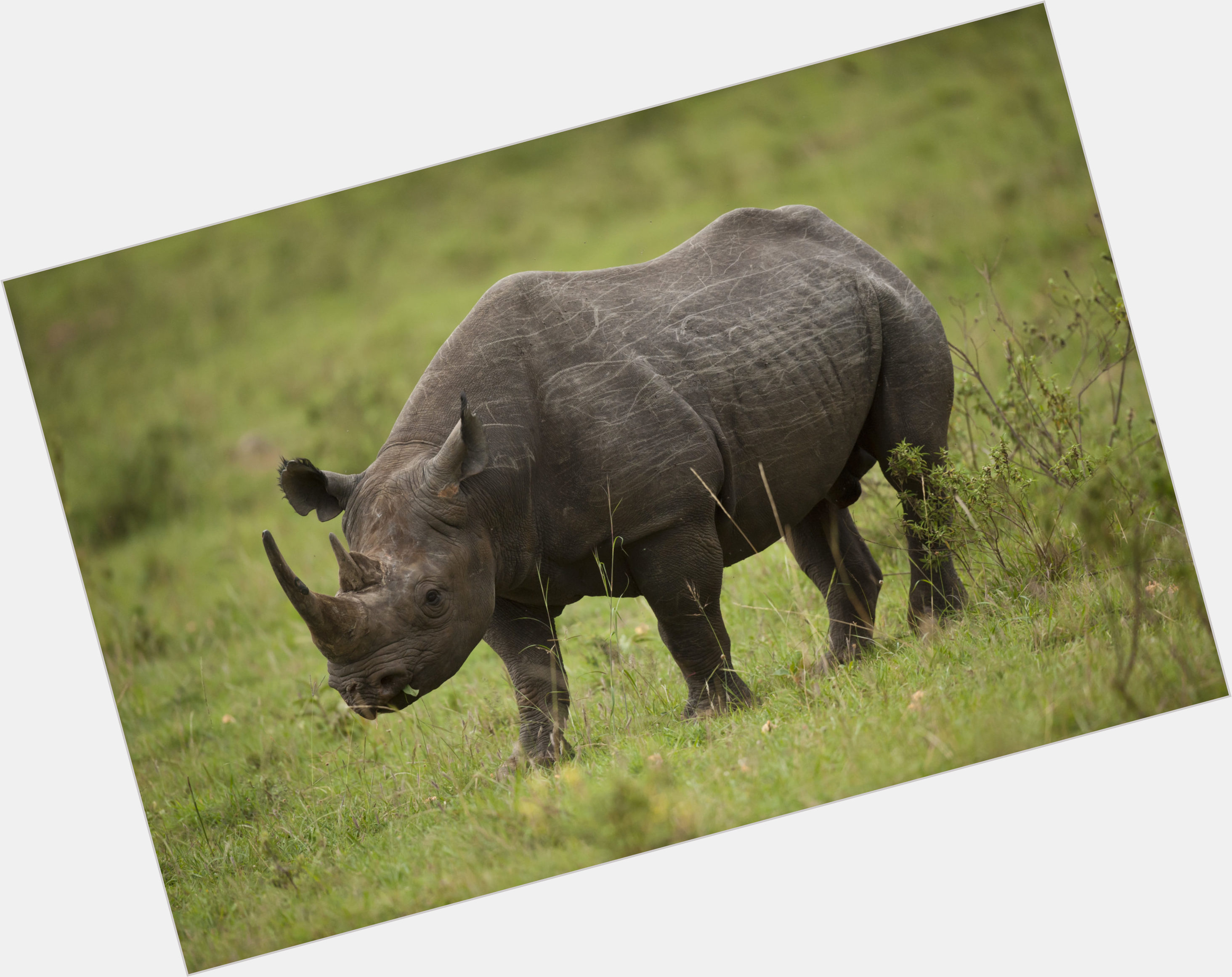 Rhino birthday 2015